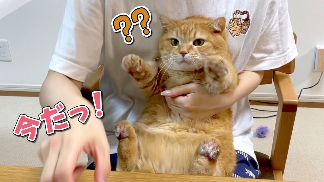 ママに甘えてご機嫌だった猫が一変しました…【爪切り楽しい】