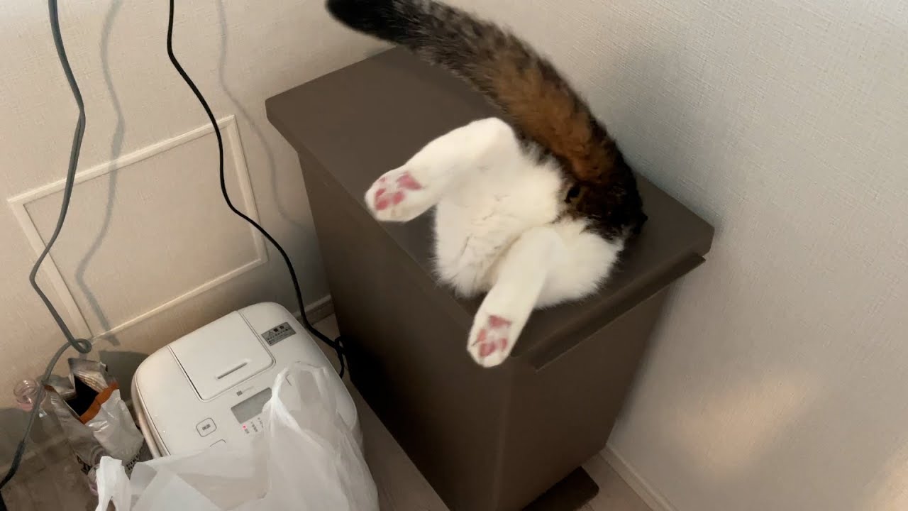 【親子猫】速報！ポコJがゴミ箱に入ってしまいました！！【スコティッシュフォールド】