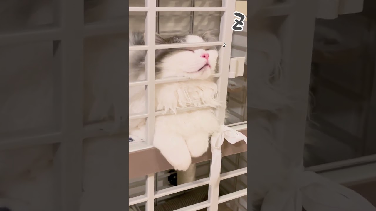 あご寝する猫 #ラガマフィン #ねこ #あごのせ #ragamuffin #cat