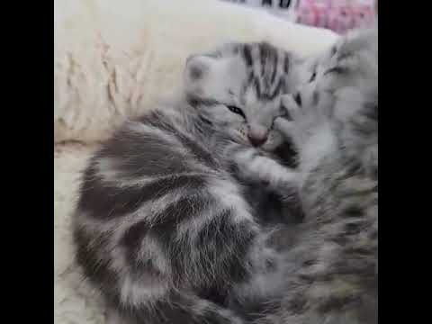 スコティッシュフォールド見学受付中！長谷川和久でブリーダー検索