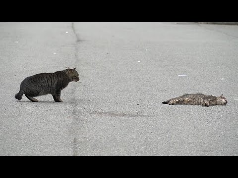子猫の死後に母猫がとった驚くべき行動が泣ける 野良猫 感動猫動画