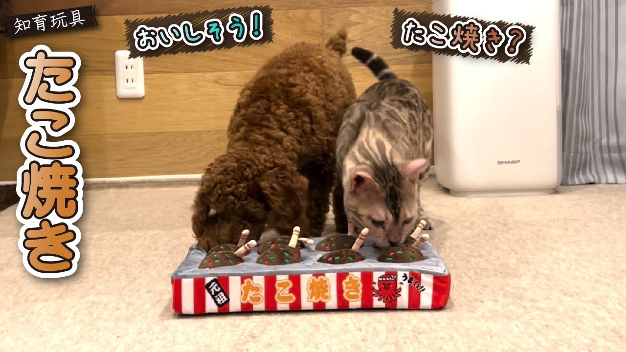 【スノーベンガル猫とトイプードル】愛猫＆愛犬とたこ焼きで遊んだら予想外の展開になりましたｗｗｗ