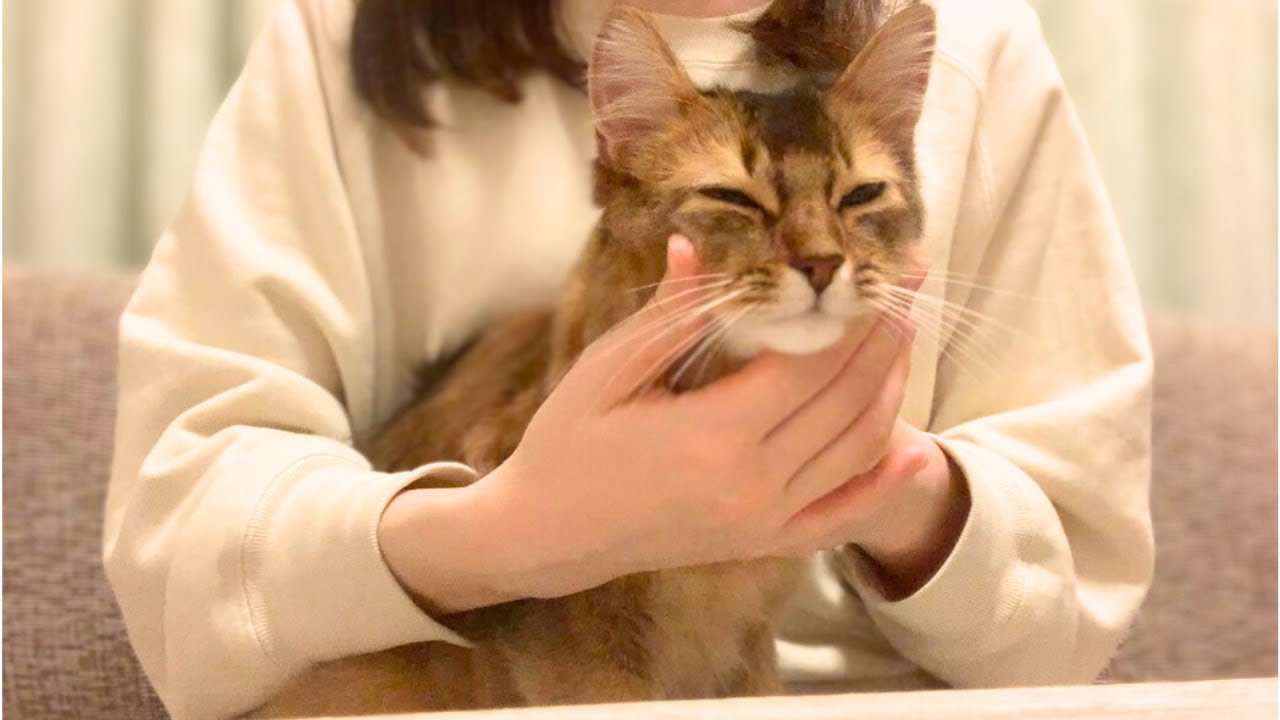 甘えん坊のソマリはお顔マッサージでまったり