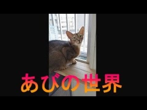 ネコ動画あび＃1280　あびの毎日　アビシニアン　あび