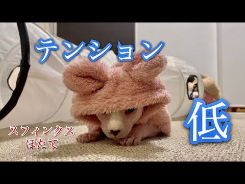 うさぎの皮を被ったスフィンクスほたて