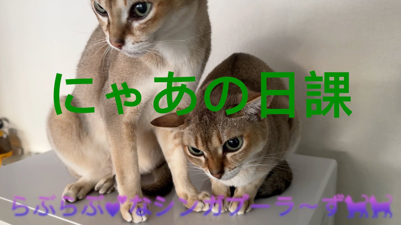 ももを愛でるにゃあ：【シンガプーラ】