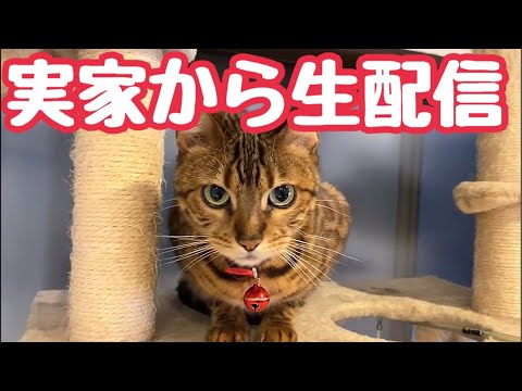 【生配信5/7】GWに実家から猫10匹と生配信📹