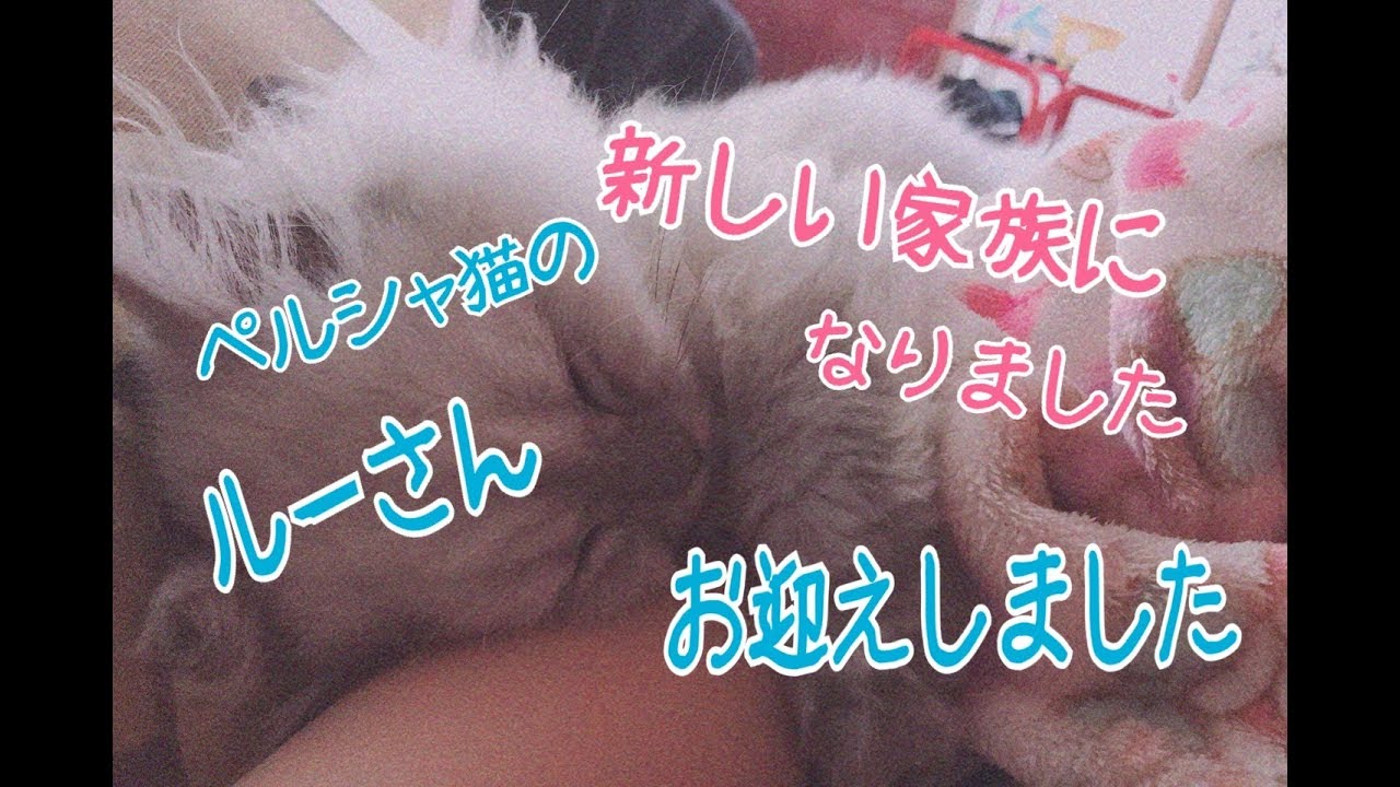【UNNYAＷN＃1】新しい家族（子猫）をお迎えしました～ペルシャ猫～【にゃんブログ】