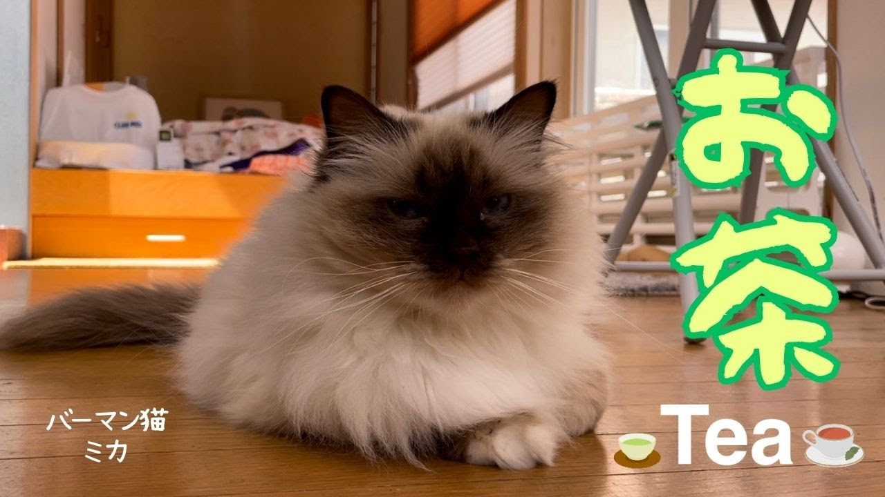 バーマン猫ミカ【お茶】Tea（バーマン猫）Birman/Cat