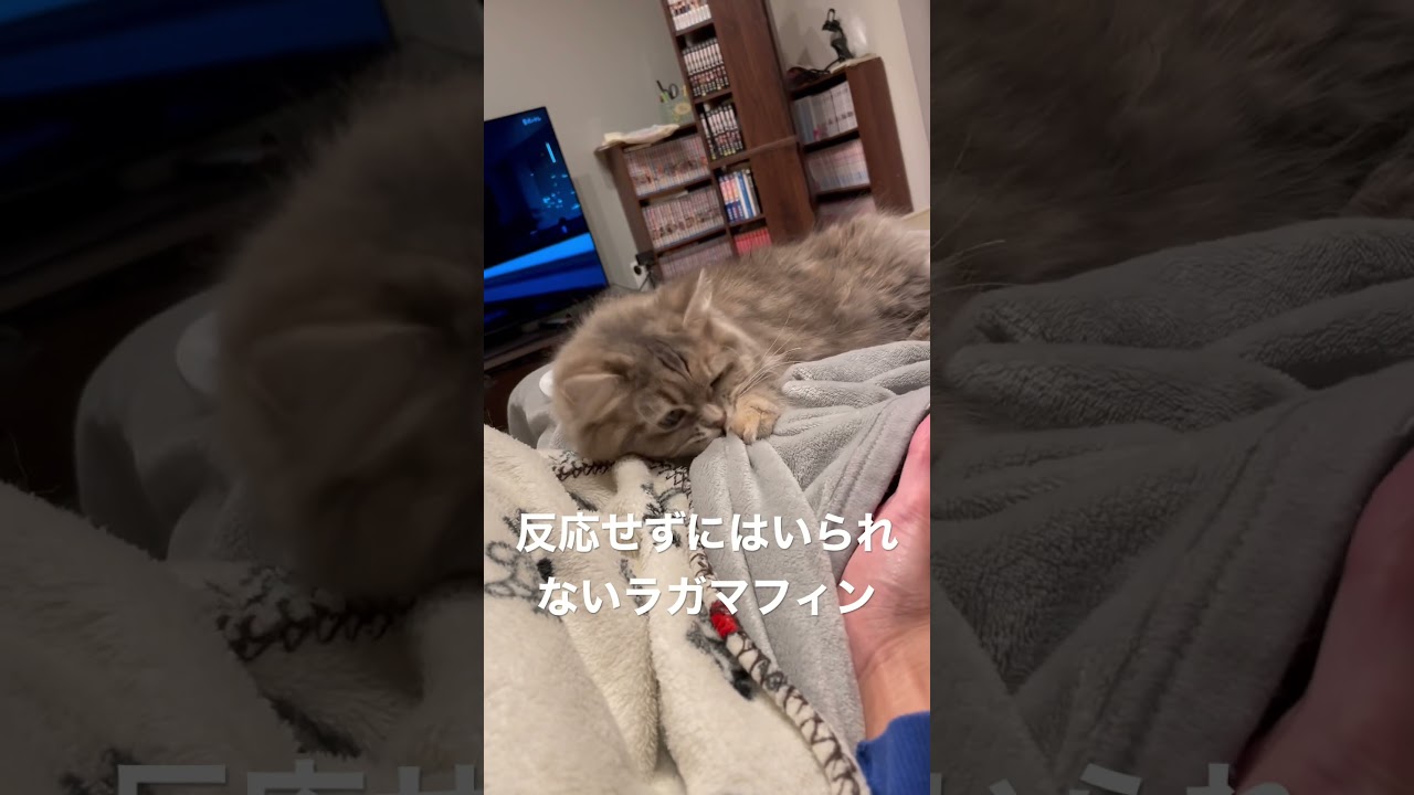 毛布の中で動く獲物に噛み付く #ラガマフィン #猫のいる暮らし #子猫動画