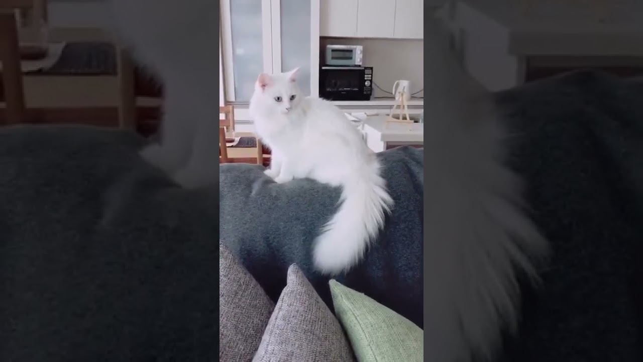 きょうの白いの