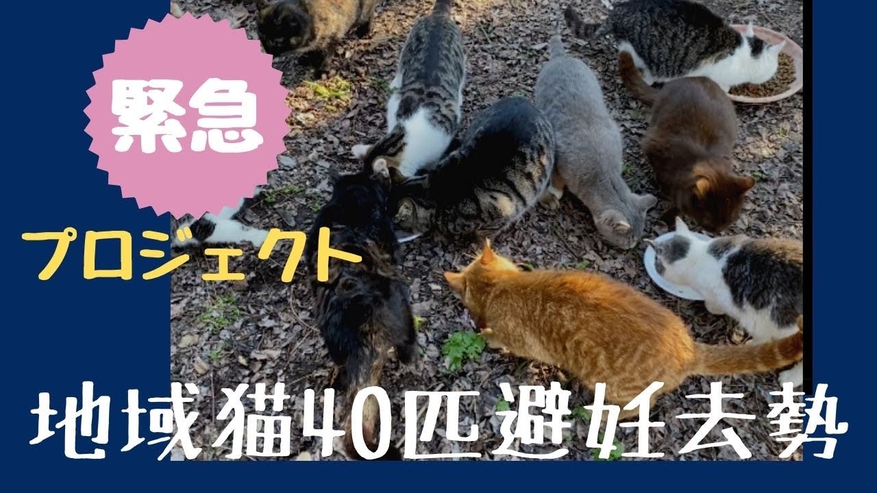 【緊急】地域猫40匹TNR活動開始！