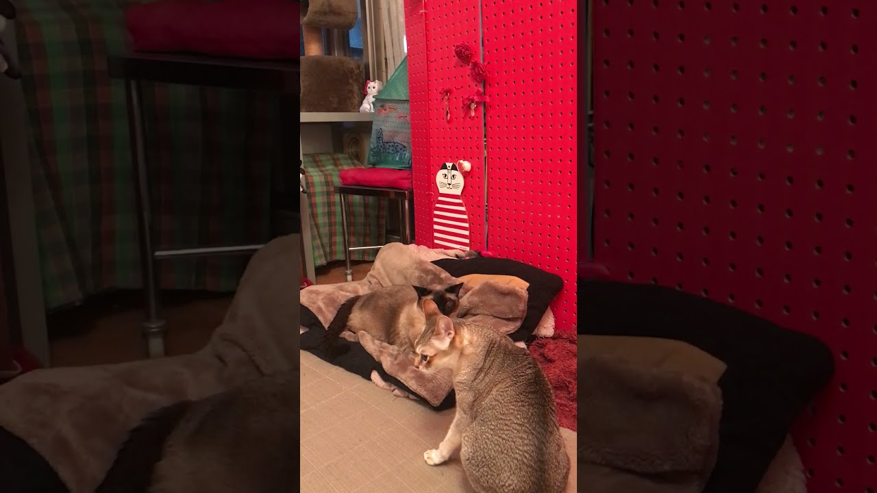 たぬき猫の後ろのオモチャが取りたいけど取れないシンガプーラなのにゃ♪