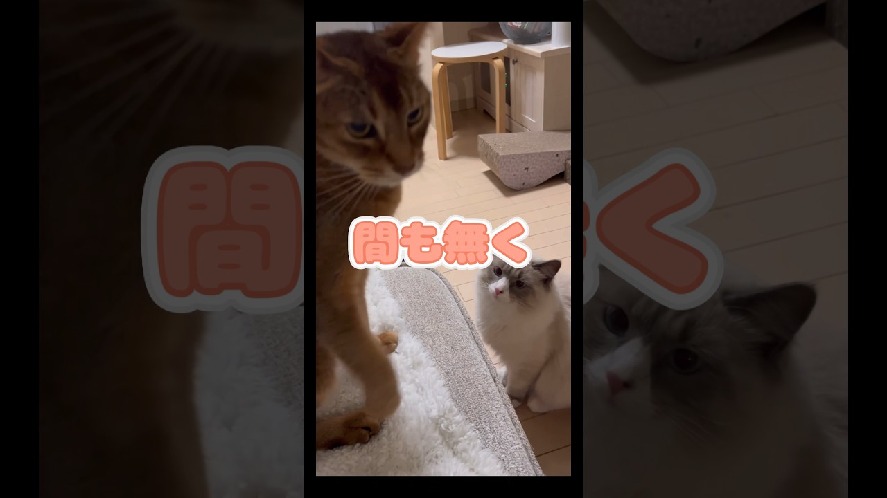 間も無く #shorts #猫動画 #アビシニアン #cat #まな猫