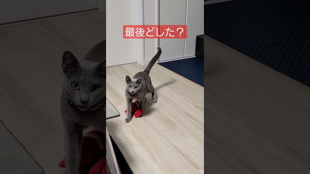 ウルトラソウル！Hey！www 最後どうした？ #猫 #ロシアンブルー #shorts
