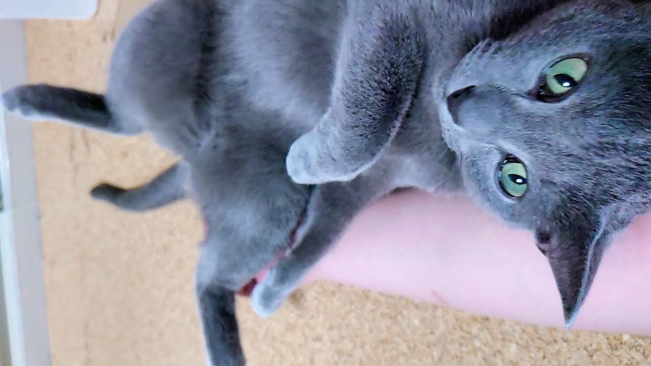 【猫動画】持ちつ持たれつな嫁とロシアンブルー【russianbule】The Possessed Wife and the Russian Blue
