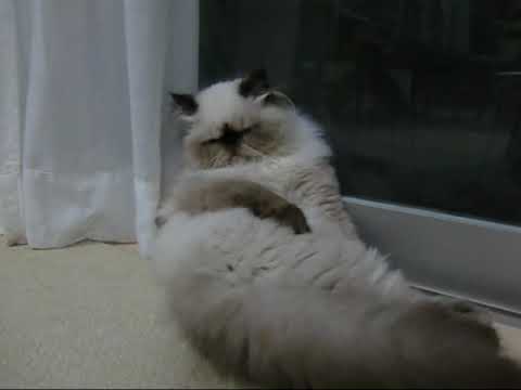 ヒマラヤンのマシュー　　sｌeeping