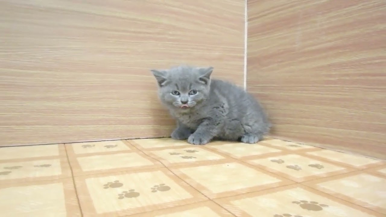 Coo&RIKU　No00621911 ブリティッシュショートヘアー