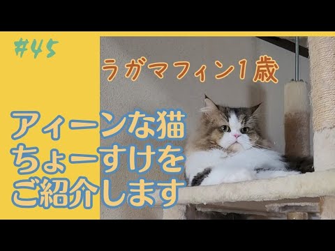 #45【しゃくれなちょーすけさん】ラガマフィン１才のおはよう～お昼寝までの可愛い姿をご覧下さい♪