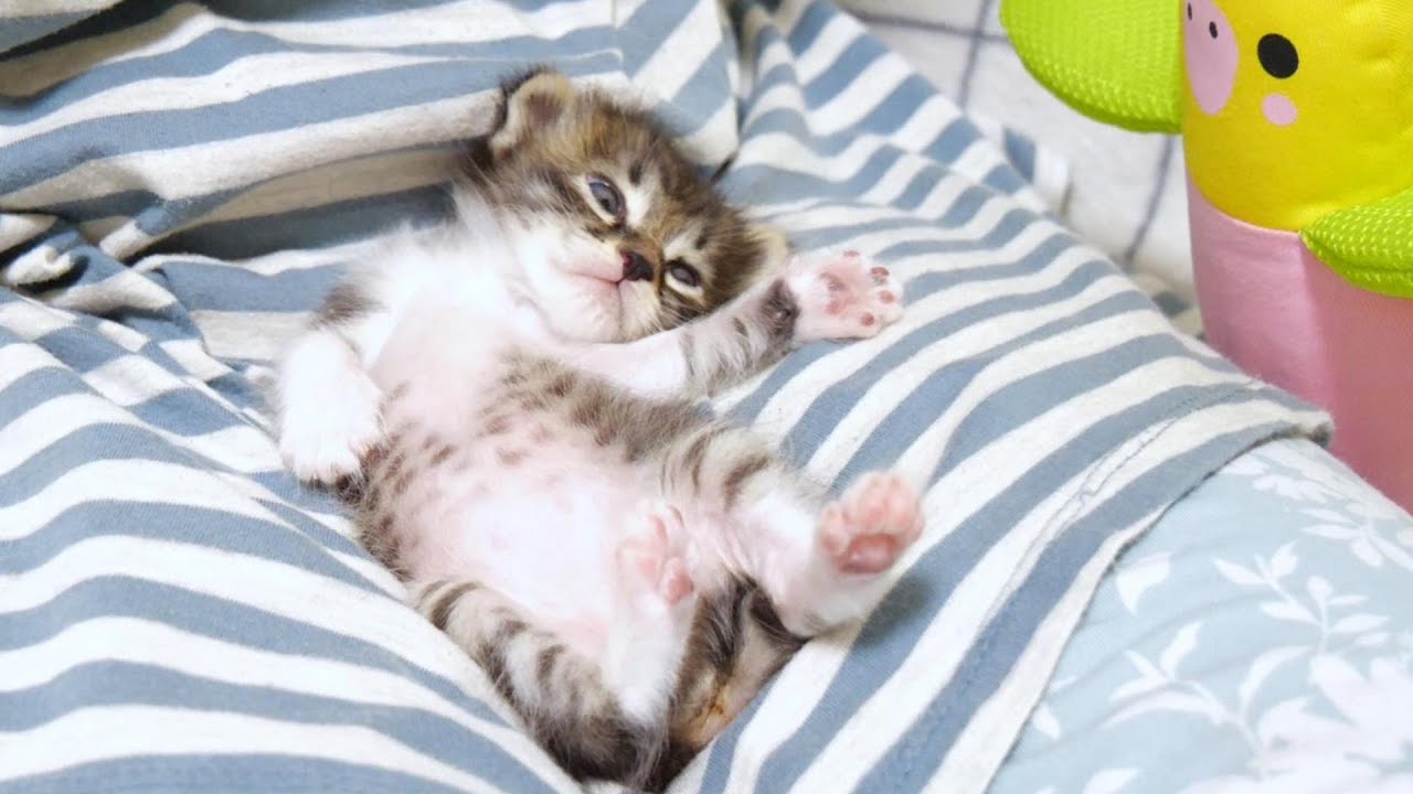 油断しきったポーズで子猫が眠りにつく【赤ちゃん猫　保護猫】