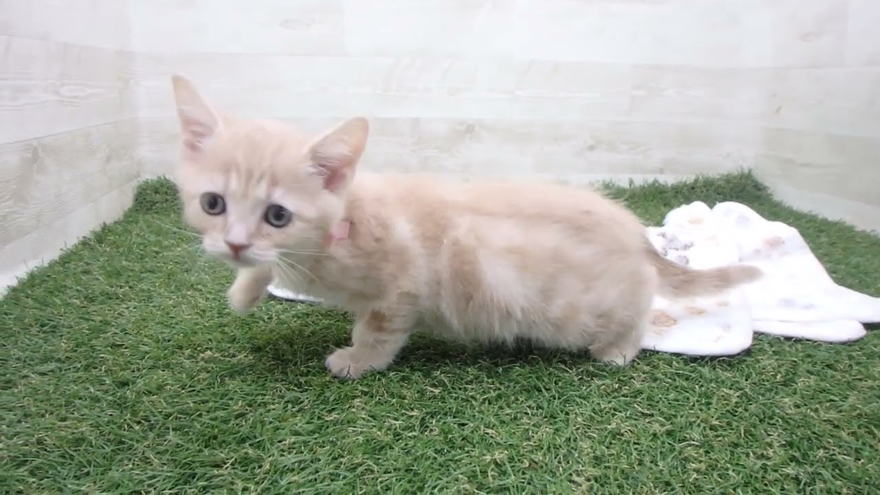 Coo&RIKU　No00630713 アメリカンショートヘアー