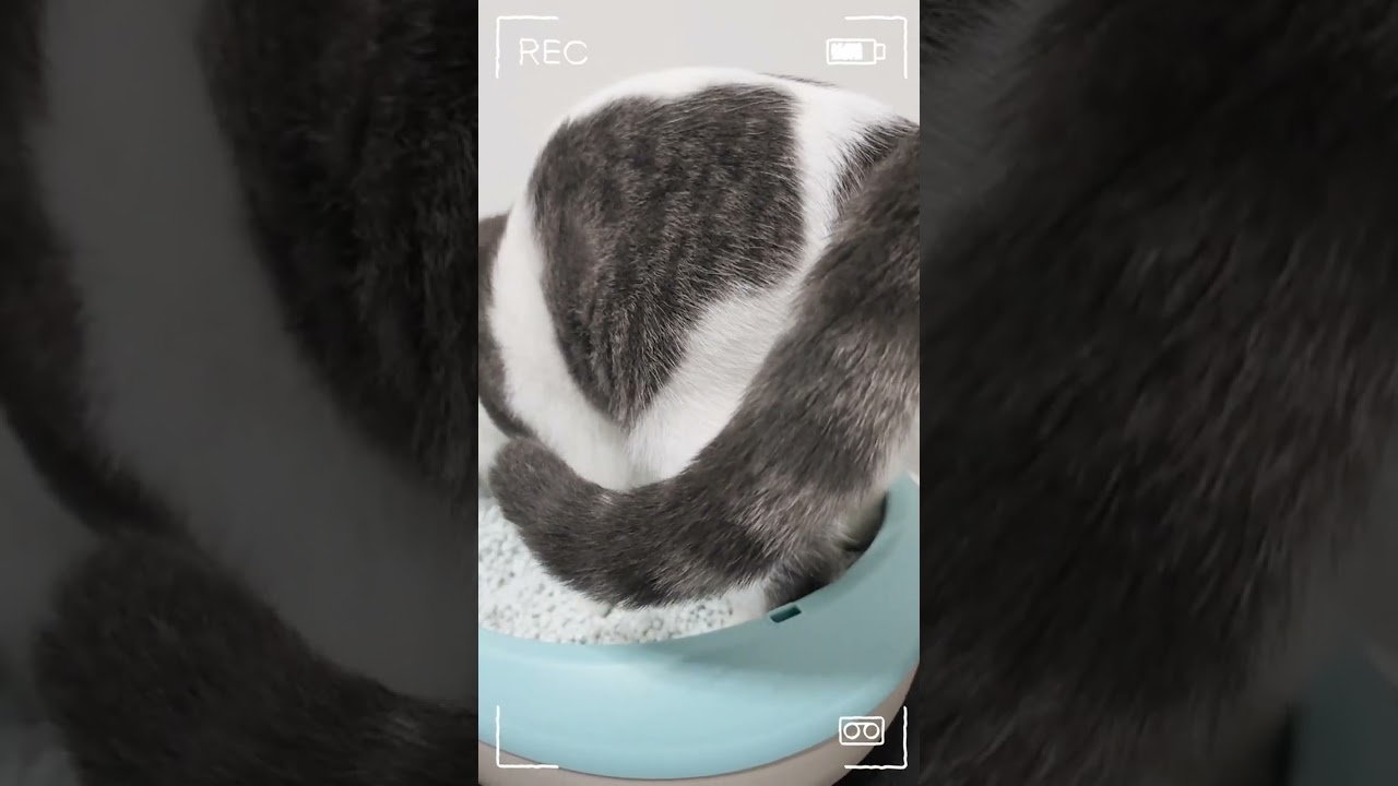 ホリホリがヘタクソな子猫がこちらです！【Scottish Fold Kotarou】#shorts
