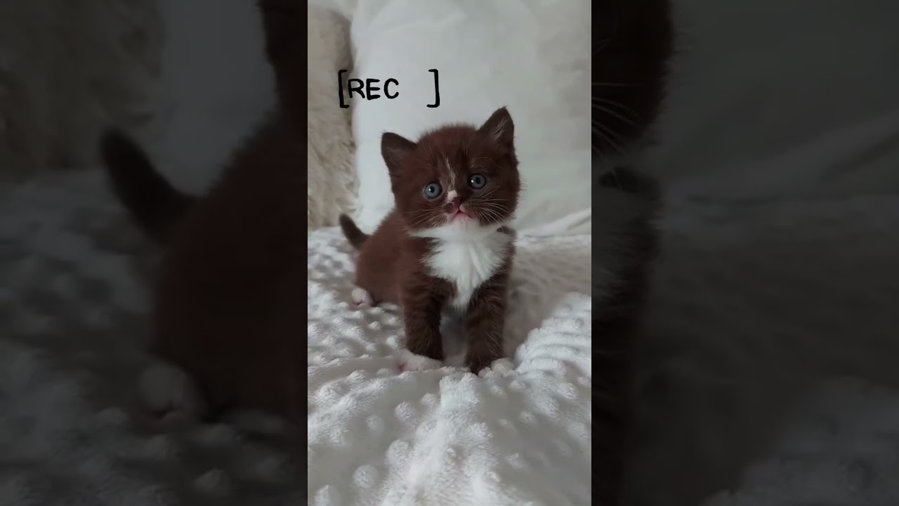 brown cat is so cute 🥰  #shorts