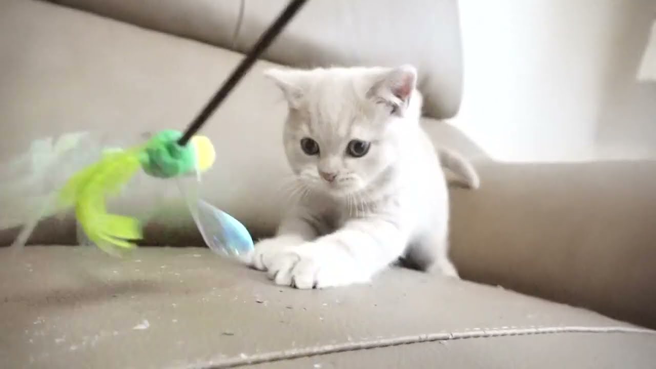 ブリティッシュショートヘアー子猫　British Shorthair　2023.1.16産まれ　クリーム　男の子　シーダキャット猫のお店