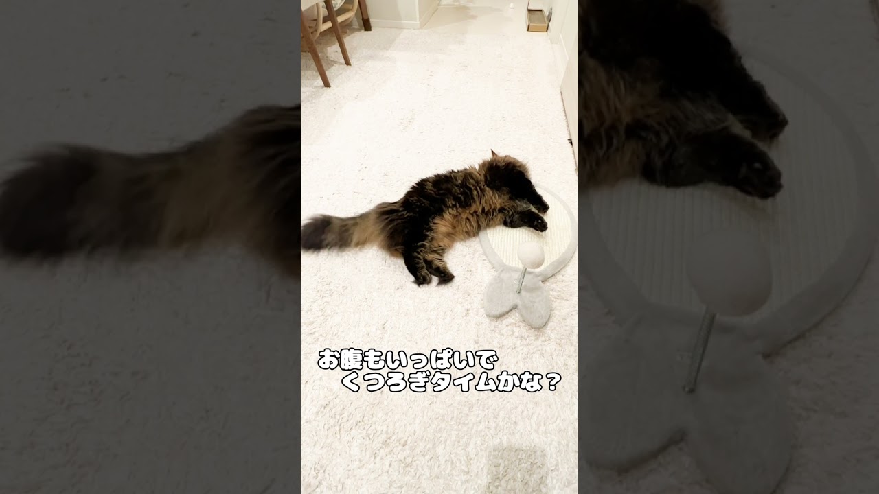 気持ちよさそうな’のび〜’【マンチカンのアーサー】 #Shorts