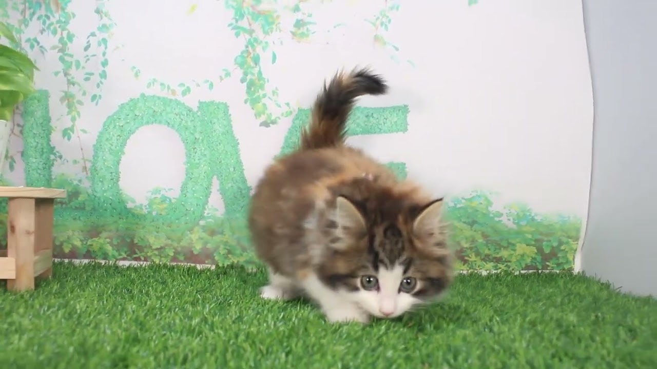 Coo&RIKU　No621703　ノルウェージャンフォレストキャット