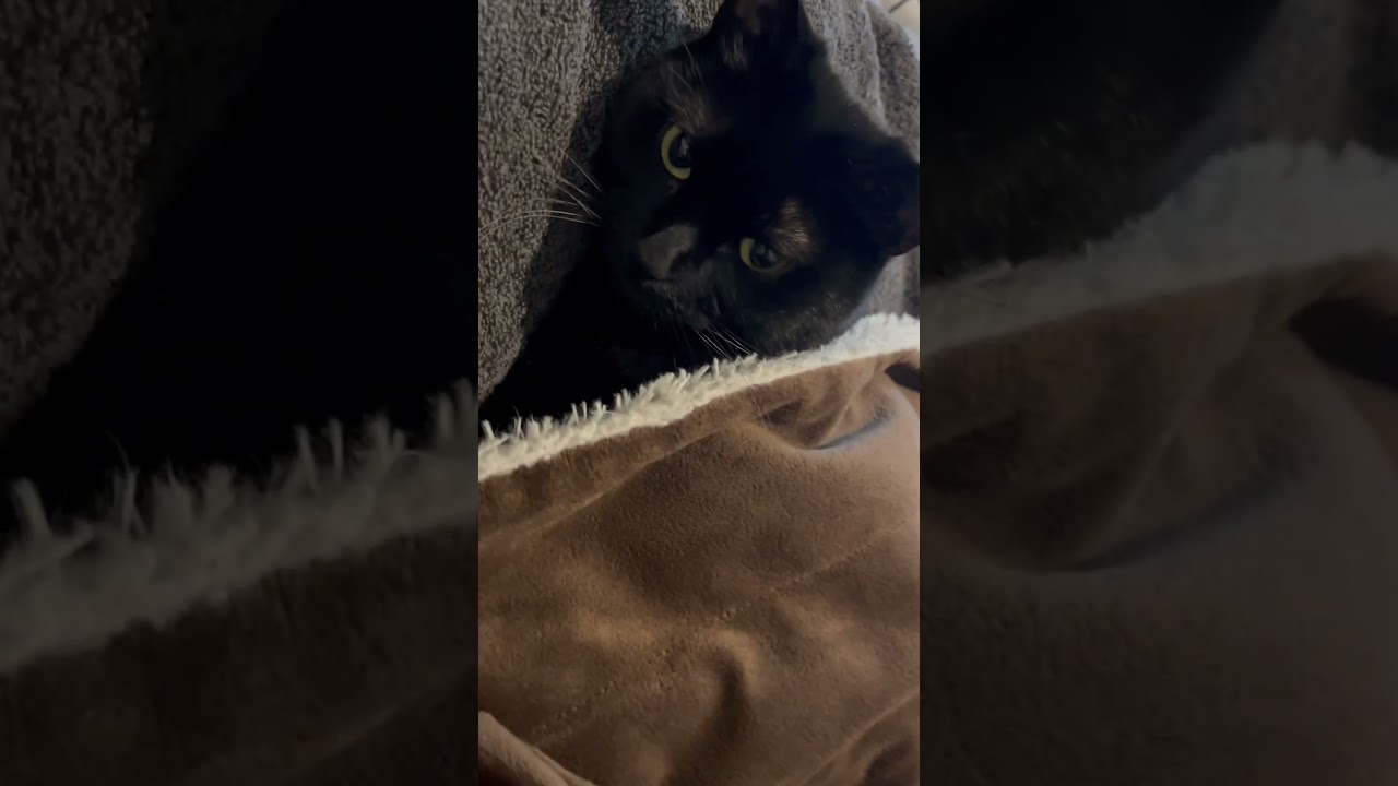 今日も寝るで🐈‍⬛やっぱり枕と布団が1番だにゃ　あた#猫かわいい #猫動画 #meow