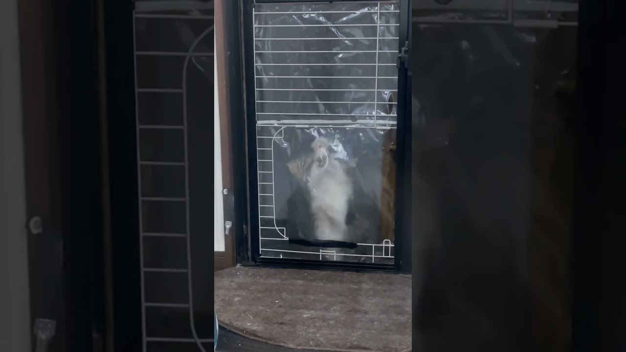 わかる？わからない？ #norwegianforestcat #ノルウェージャンフォレストキャット #猫 #猫動画 #ねこ