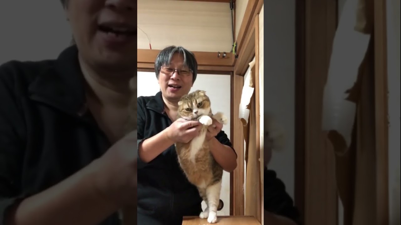かわいいスコティッシュフォールド子猫の面白い盆踊り