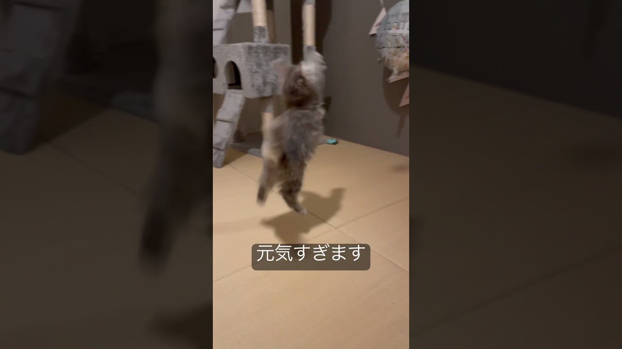 超アクロバティックなラガマフィンの子猫 #ラガマフィン #猫のいる暮らし #子猫動画