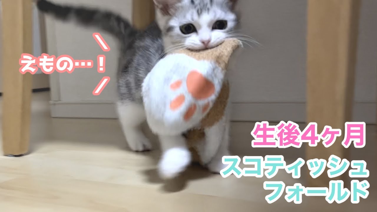 靴下泥棒する子猫が可愛すぎる（スコティッシュフォールド）