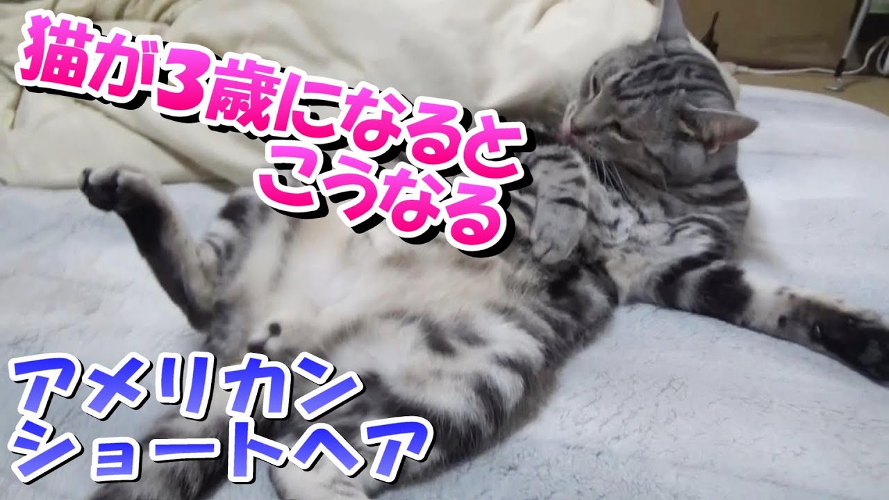 猫が３歳になるとこうなる（アメリカンショートヘアのソラ）