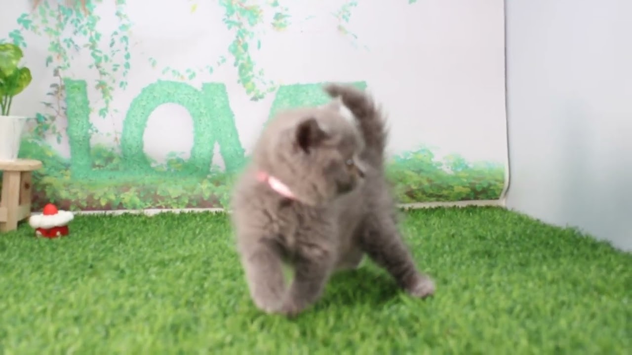 ペットショップcoo&riku No.625620　ブリティッシュショートヘアー