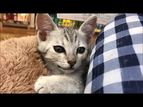 ペットプラザ川崎小向店　エジプシャンマウ　♀