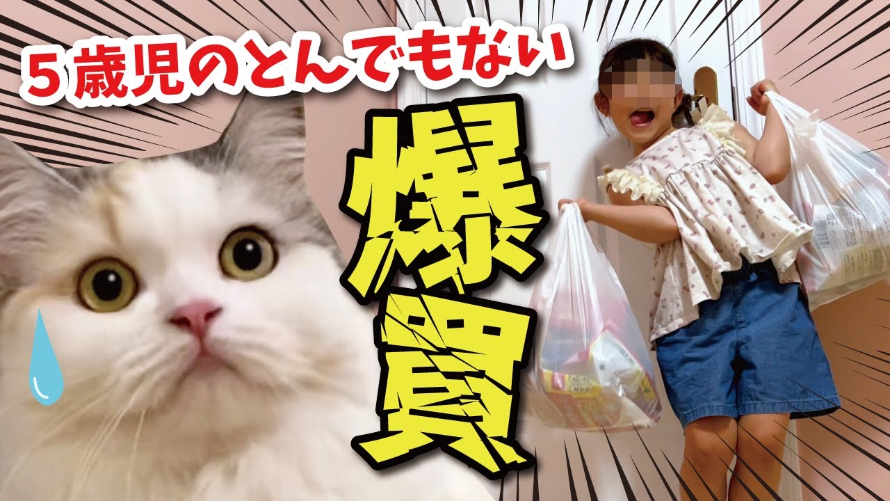 あるものを爆買いしたら猫たちがとんでもない事になりました【関西弁でしゃべる猫】
