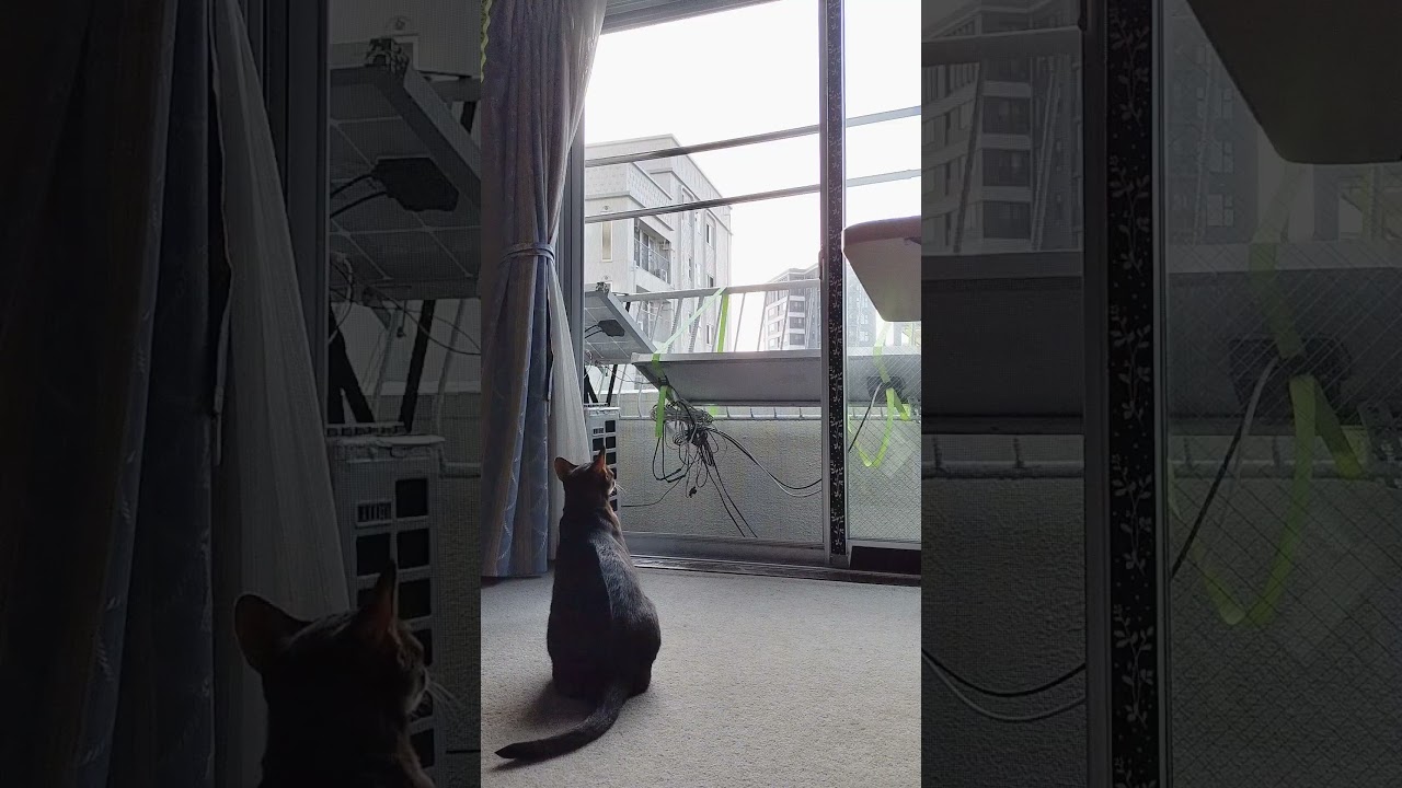 ネコ動画あび＃1257　#shorts　あびの毎日　アビシニアン　あび