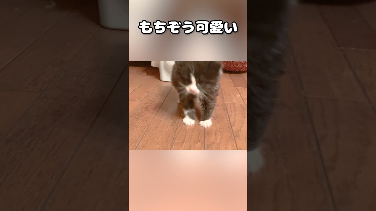 子猫のもちぞうが可愛すぎる歌 #shorts