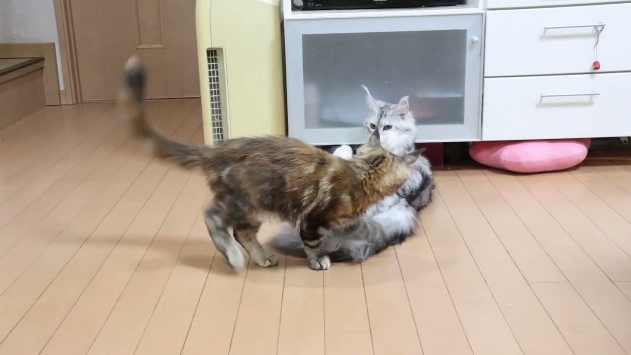 メインクーンキャッテリー東京オノクーンの日常