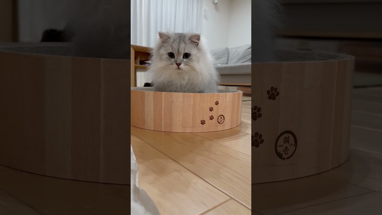地味に飛びかかってくる猫 【サイベリアン】 #Shorts