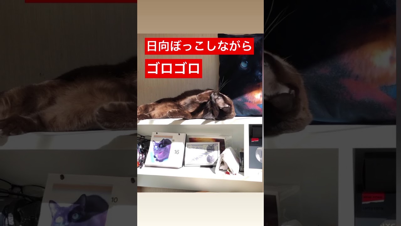 猫のバーミーズ 日向ぼっこでゴロゴロ〜
