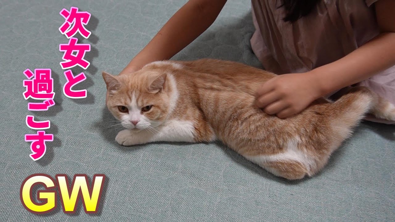次女と猫のGW～こうして過ごすのが一番幸せ【スコティッシュフォールド】【アビシニアン】
