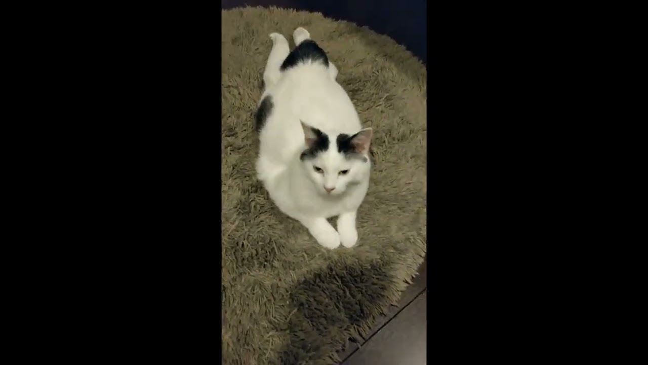 せっちゃんのぽんぽんおしっぽ❤️