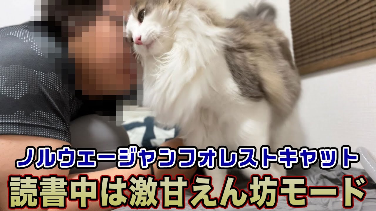 【ノルウェージャンフォレストキャット】読書中は激甘えん坊モード