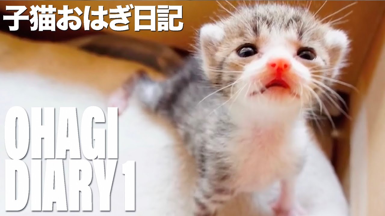 子猫おはぎ日記