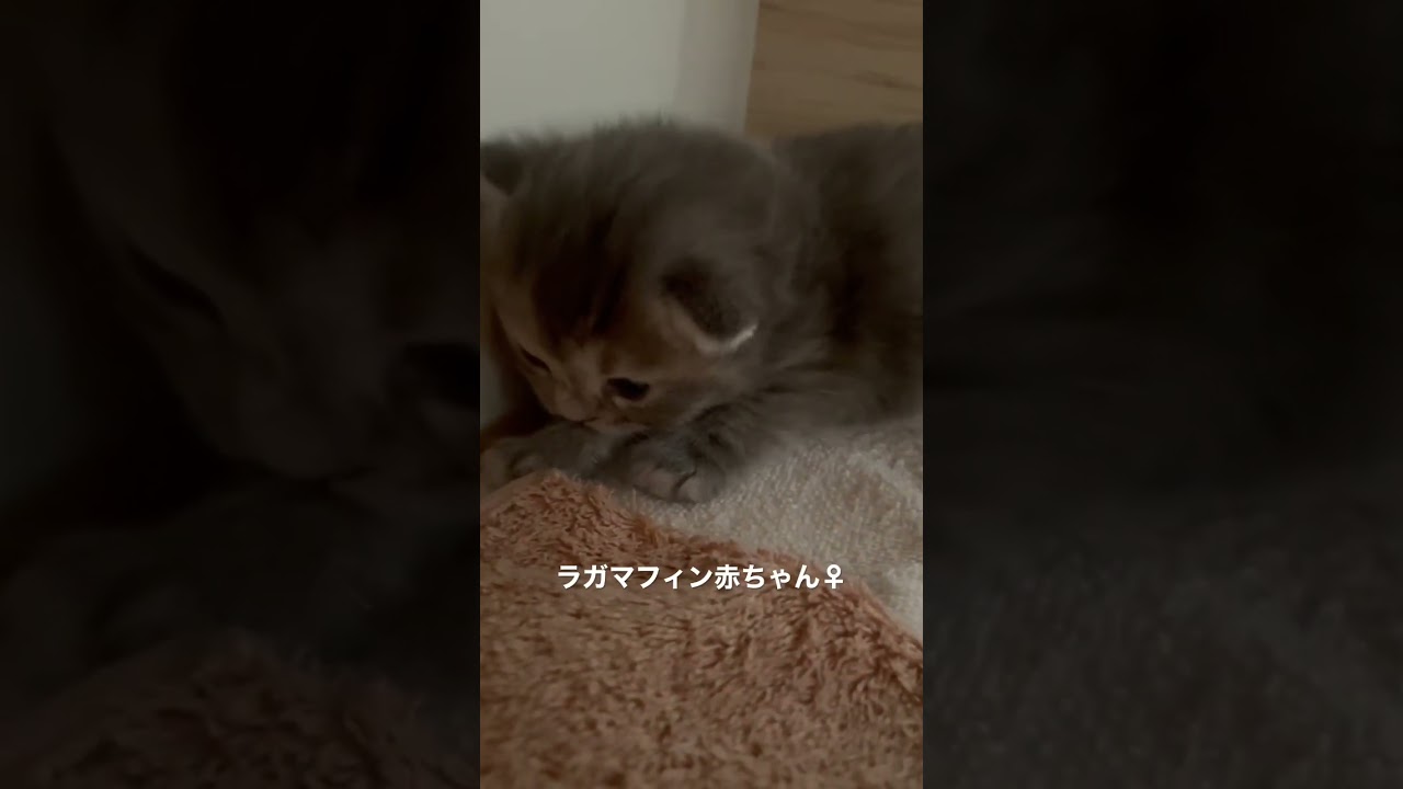 生後2週間のラガマフィン赤ちゃんの瞳がつぶら #猫のいる暮らし #ラガマフィン #猫赤ちゃん