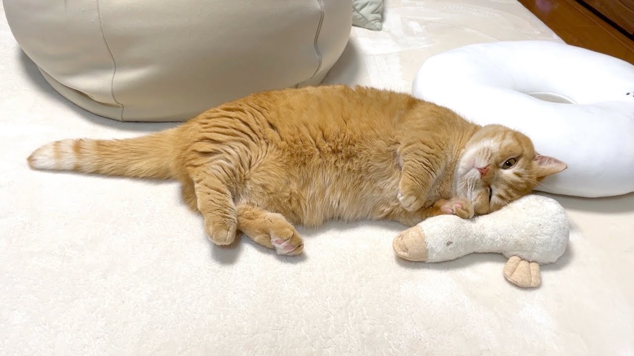 アヒルの蹴りぐるみの使い方が世界一かわいい猫